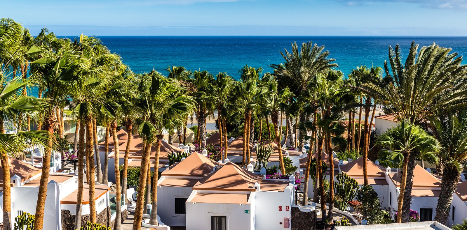 palm trees on beach