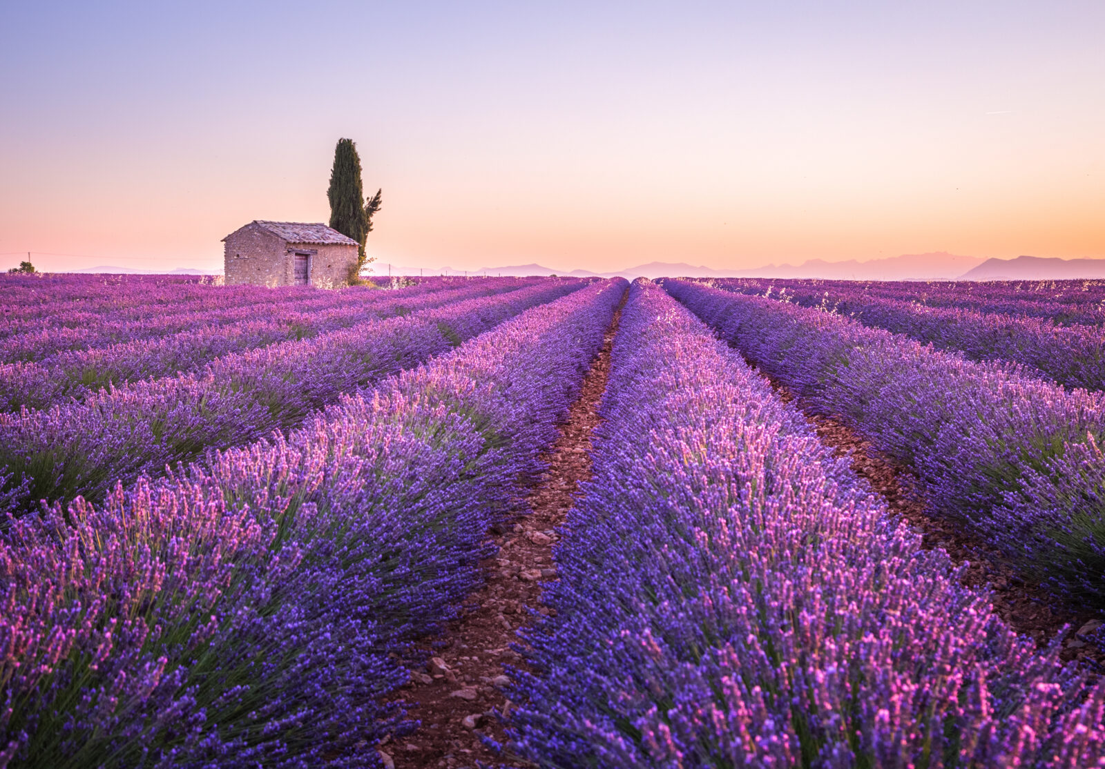 french lavender fields